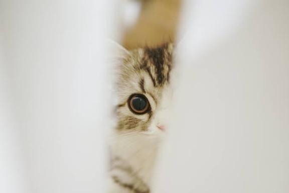 「たいきんたま🐈⬛🐾」