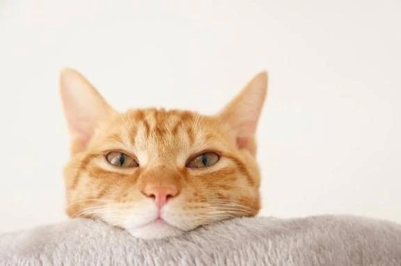 「タイキンタマ🐈⸒⸒⸒⸒」