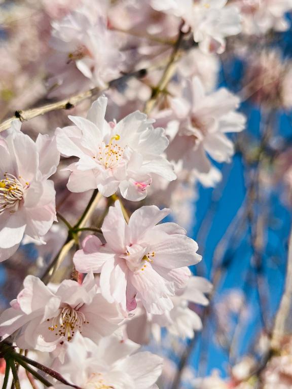「もう春だね🌸」