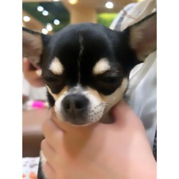 「癒された´т т`」