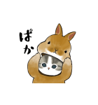 「ぱか」