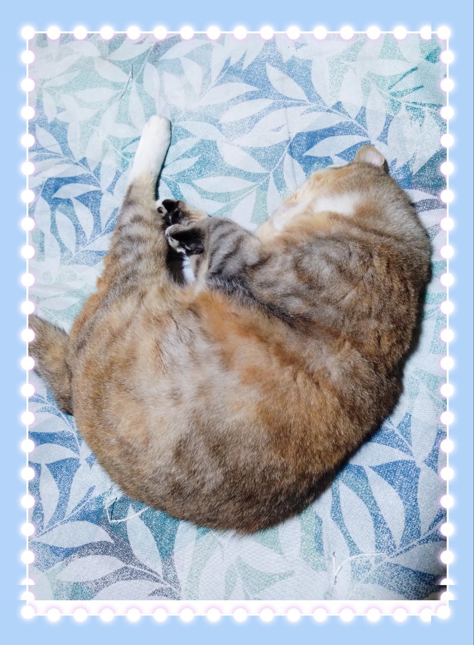 「猫も暑そう」